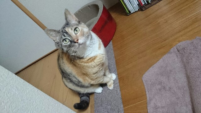 f:id:hiraryo0201:20150527004325j:image f:id:hiraryo0201:20150527004325j:image