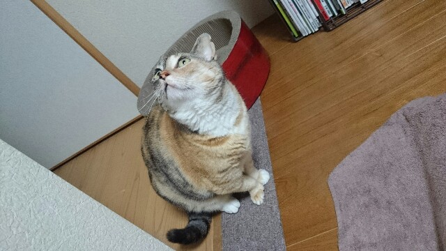 f:id:hiraryo0201:20150527004342j:image f:id:hiraryo0201:20150527004342j:image