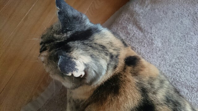 f:id:hiraryo0201:20150527091821j:image f:id:hiraryo0201:20150527091821j:image