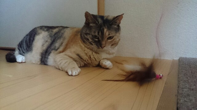 f:id:hiraryo0201:20150528093021j:image f:id:hiraryo0201:20150528093021j:image
