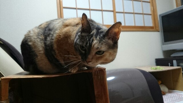 f:id:hiraryo0201:20150529011023j:image f:id:hiraryo0201:20150529011023j:image