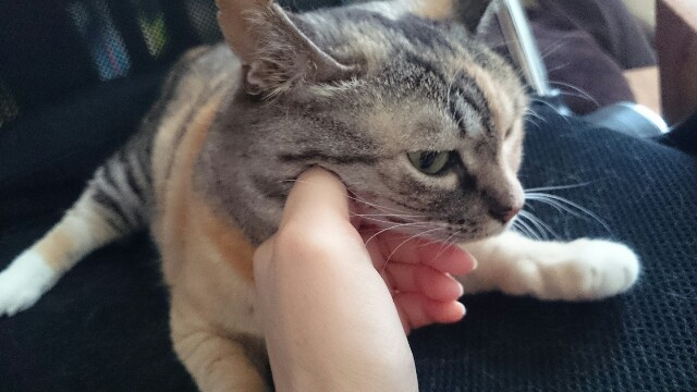 f:id:hiraryo0201:20150602091232j:image f:id:hiraryo0201:20150602091232j:image