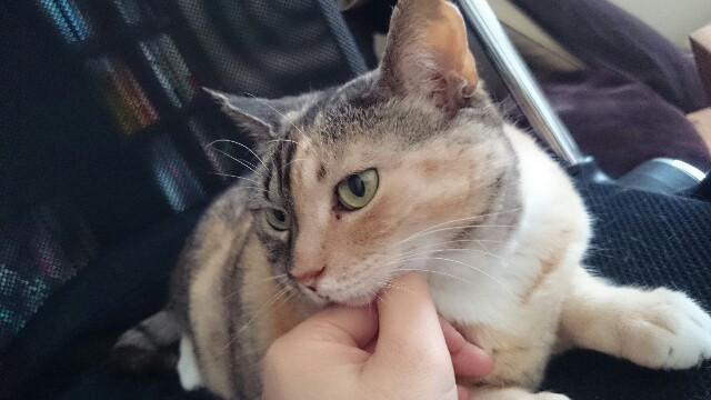 f:id:hiraryo0201:20150602091811j:image f:id:hiraryo0201:20150602091811j:image