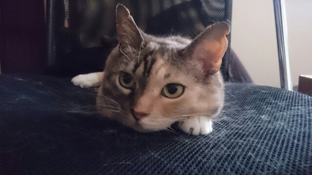 f:id:hiraryo0201:20150603091342j:image f:id:hiraryo0201:20150603091342j:image