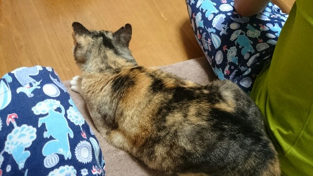 f:id:hiraryo0201:20150606221959j:image f:id:hiraryo0201:20150606221959j:image