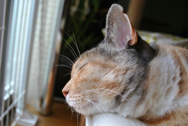 f:id:hiraryo0201:20150820221632j:image f:id:hiraryo0201:20150820221632j:image