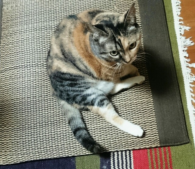 f:id:hiraryo0201:20150908230153j:image f:id:hiraryo0201:20150908230153j:image