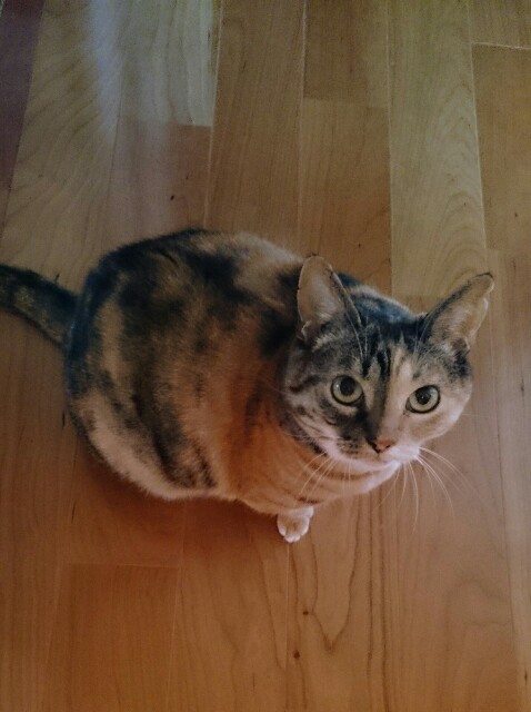 f:id:hiraryo0201:20151027222514j:image f:id:hiraryo0201:20151027222514j:image
