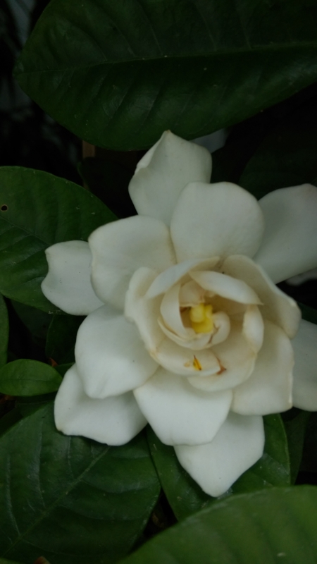 f:id:hiro0310:20150610220050j:plain f:id:hiro0310:20150610220050j:plain