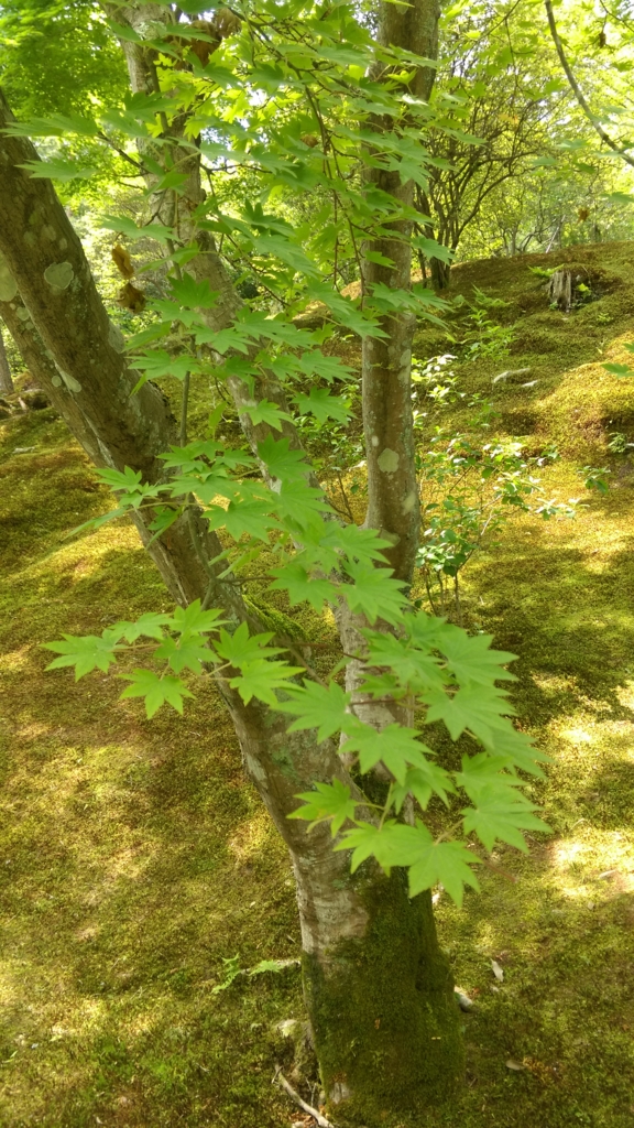 f:id:hiro0310:20150629181103j:plain f:id:hiro0310:20150629181103j:plain