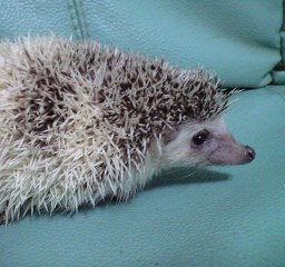 f:id:hiro2o2:20160423153149p:plain f:id:hiro2o2:20160423153149p:plain