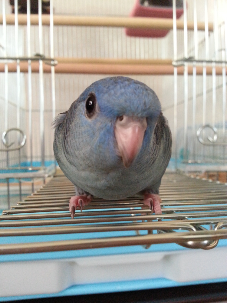 f:id:hiroemon-0727:20140630173730j:plain f:id:hiroemon-0727:20140630173730j:plain