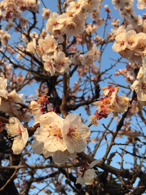 f:id:hiroki_nato:20150317065138j:plain f:id:hiroki_nato:20150317065138j:plain