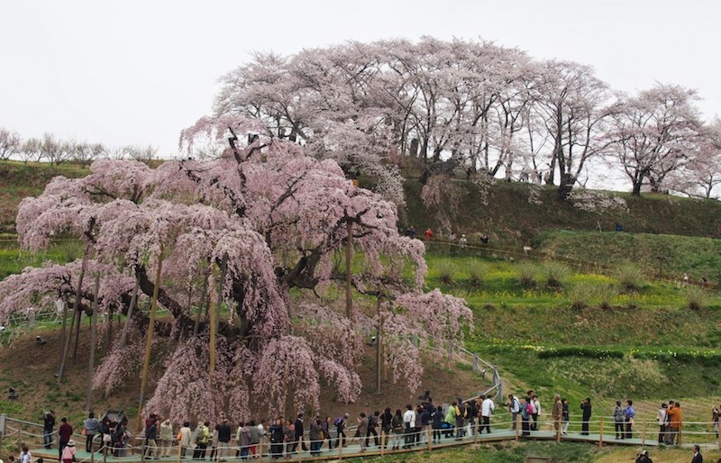 f:id:hishi07:20140418213538j:plain f:id:hishi07:20140418213538j:plain