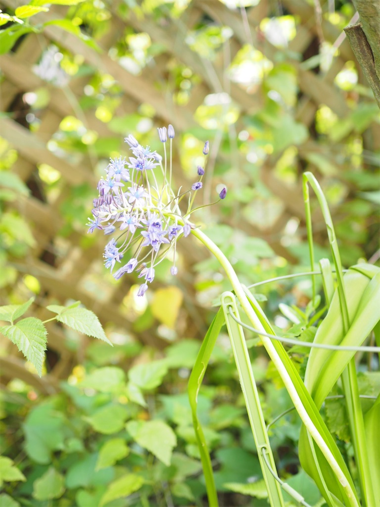 f:id:hisohisomaturi:20160505214522j:image f:id:hisohisomaturi:20160505214522j:image