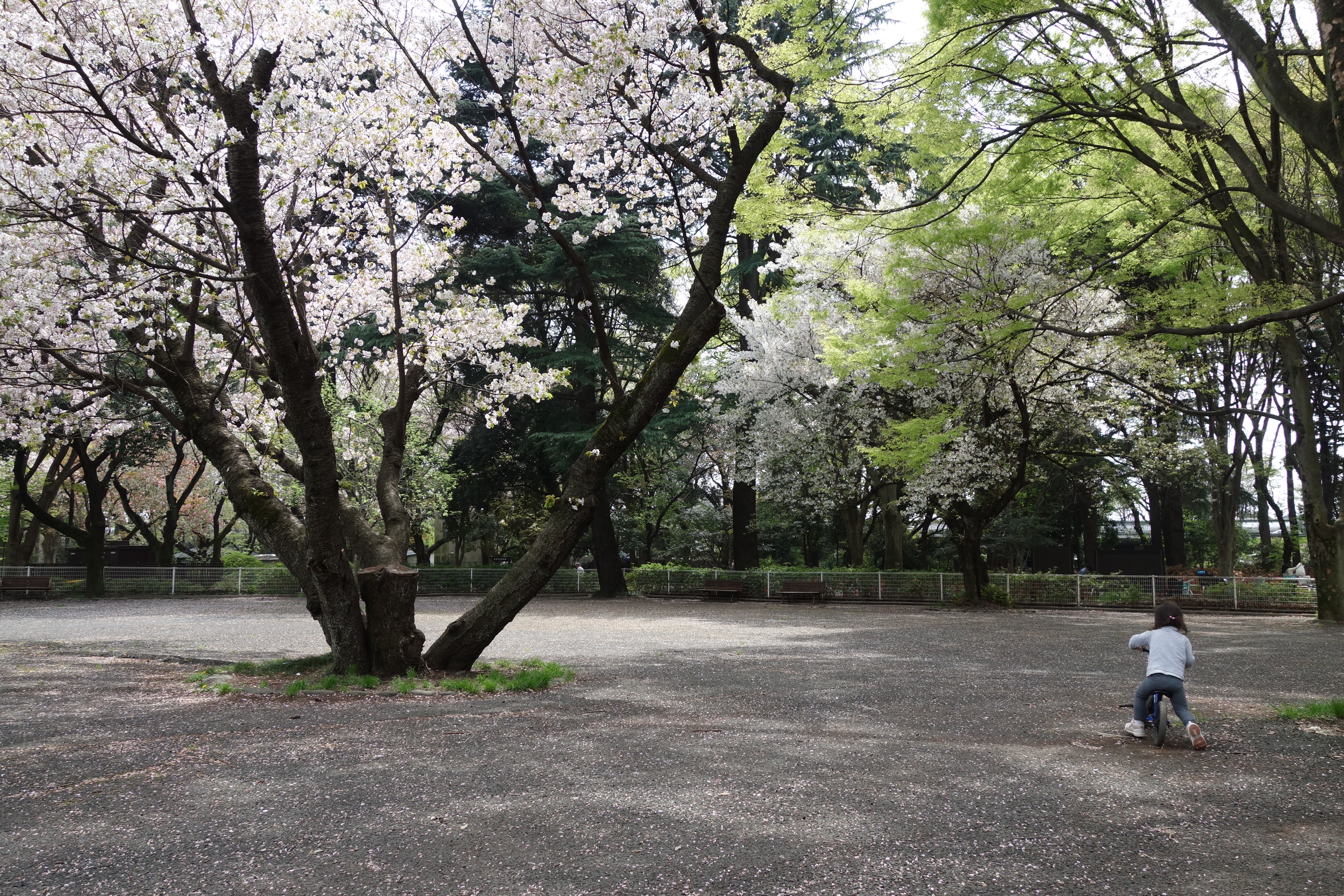 f:id:hitorinojikan:20160410151823j:image f:id:hitorinojikan:20160410151823j:image