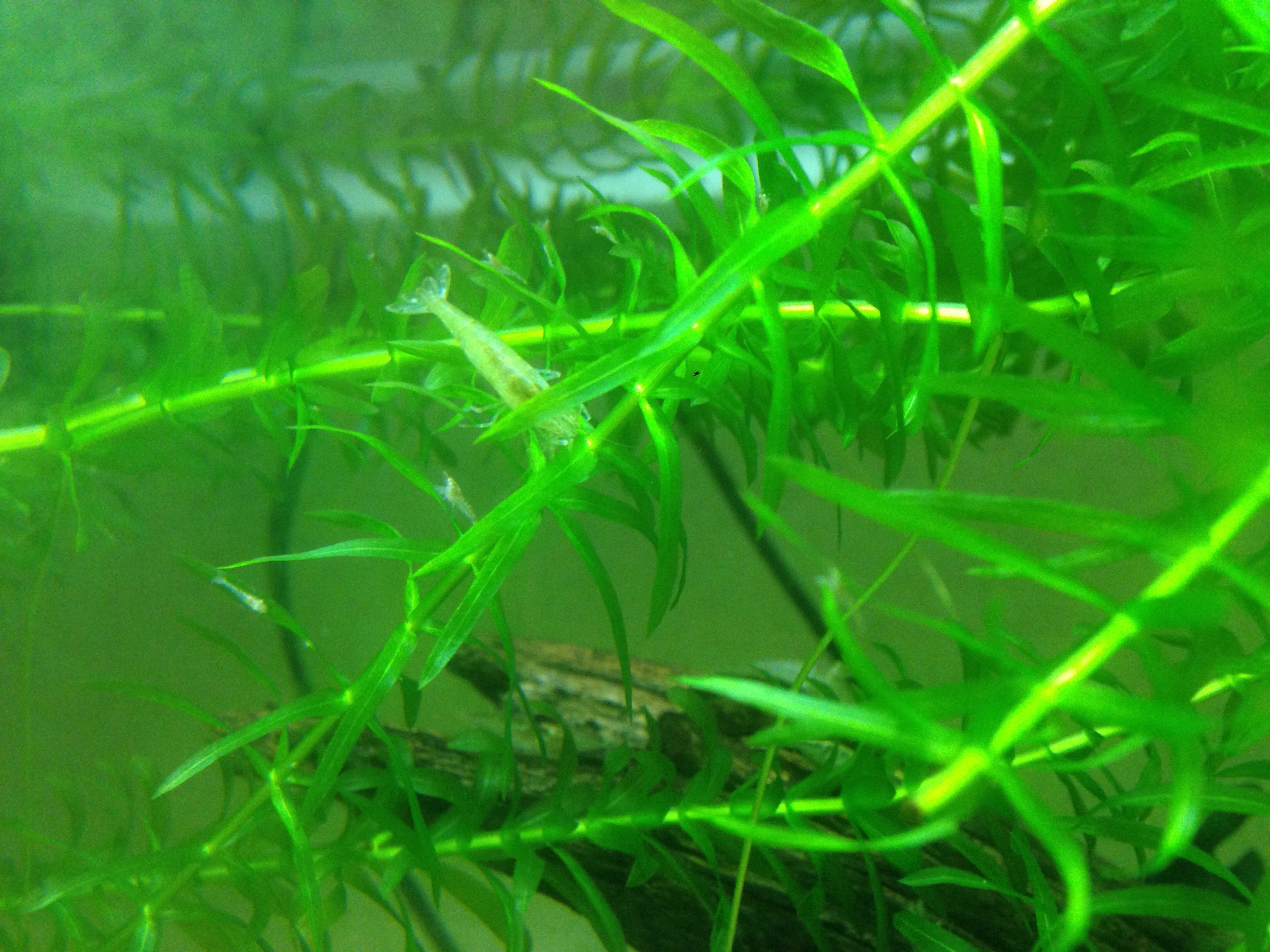 f:id:hitorinojikan:20160526125823j:image f:id:hitorinojikan:20160526125823j:image