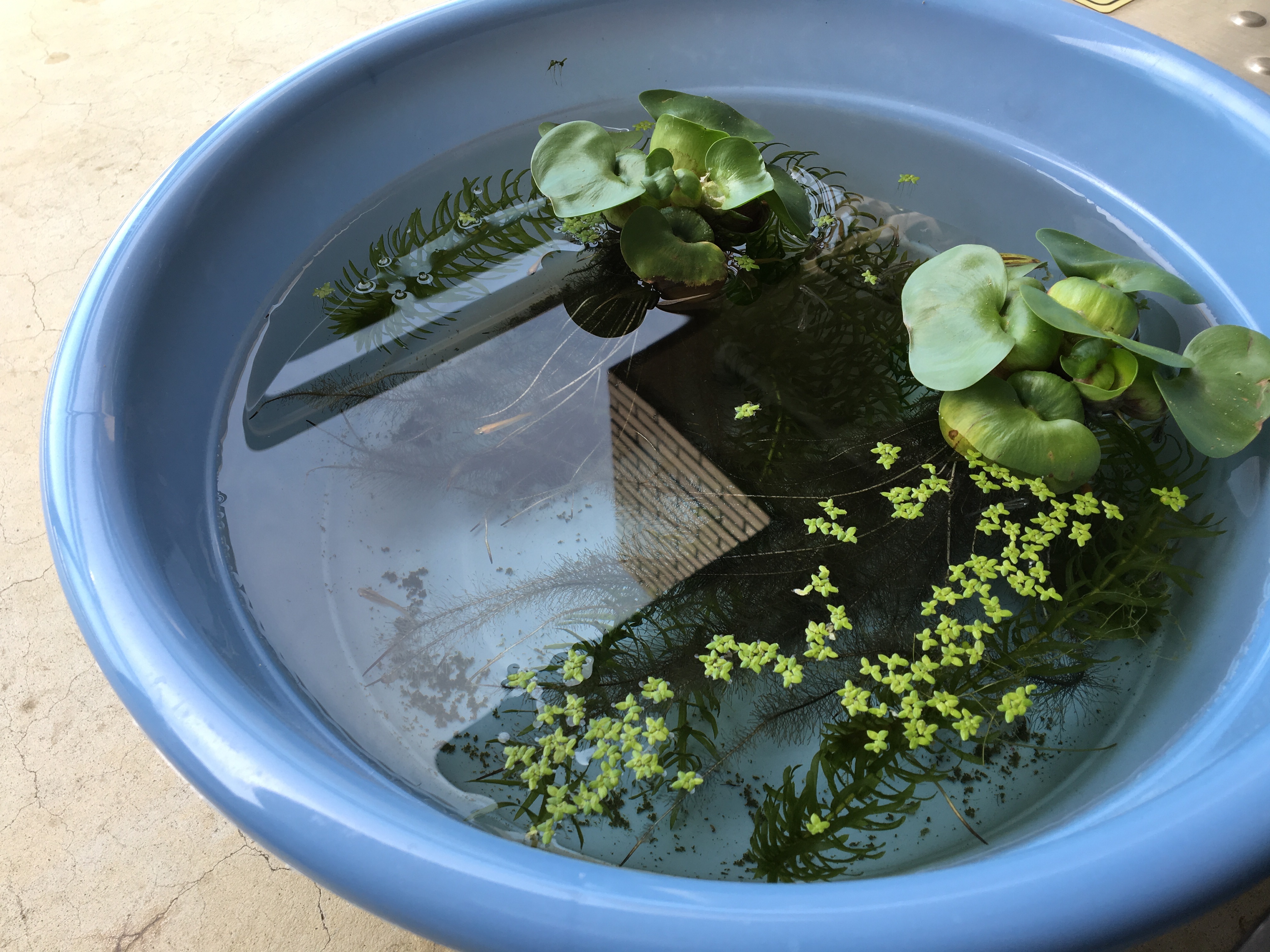 f:id:hitorinojikan:20160605085157j:image f:id:hitorinojikan:20160605085157j:image