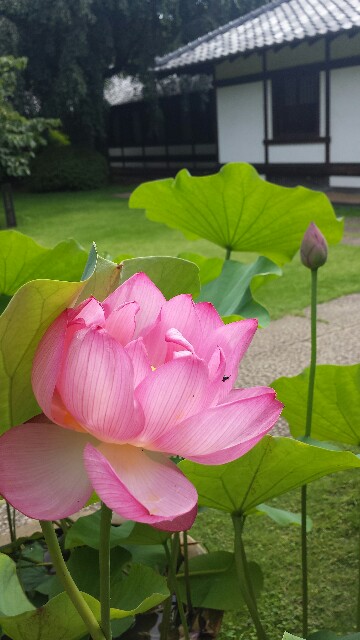 f:id:hitotobi:20160712112844j:image