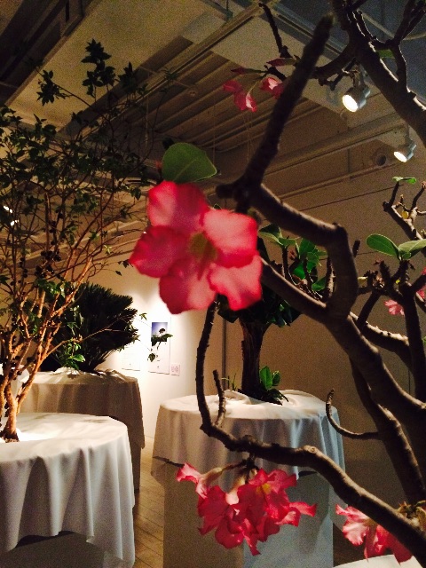 f:id:hiyuka_tokyo:20150715125630j:image f:id:hiyuka_tokyo:20150715125630j:image