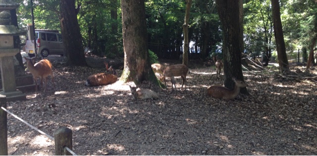 f:id:hiza10ji:20140601211220j:plain