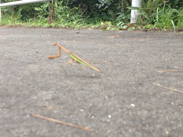 f:id:hiza10ji:20140916173701j:plain