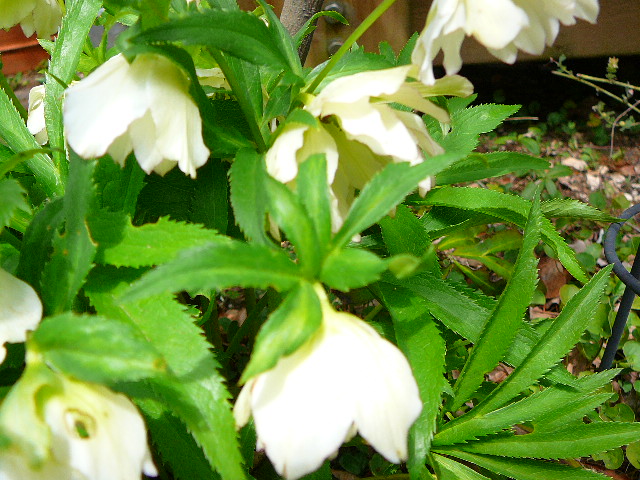 f:id:hizi62:20120413120031j:image:w360 f:id:hizi62:20120413120031j:image:w360