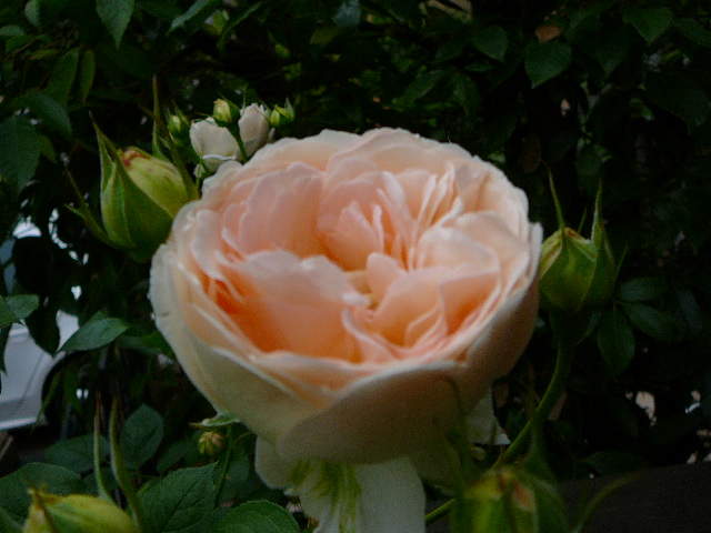 f:id:hizi62:20120525100349j:image:w360:left f:id:hizi62:20120525100349j:image:w360:left