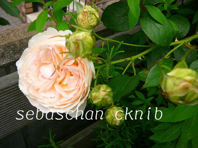 f:id:hizi62:20120525100438j:image:w360:left f:id:hizi62:20120525100438j:image:w360:left