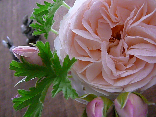 f:id:hizi62:20120525145035j:image:w360:right f:id:hizi62:20120525145035j:image:w360:right