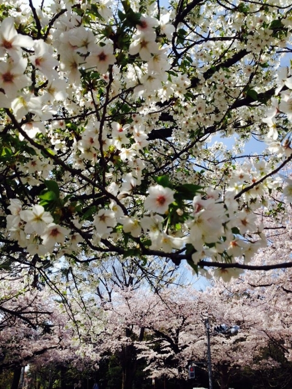 f:id:hizi62:20150403093413j:plain f:id:hizi62:20150403093413j:plain