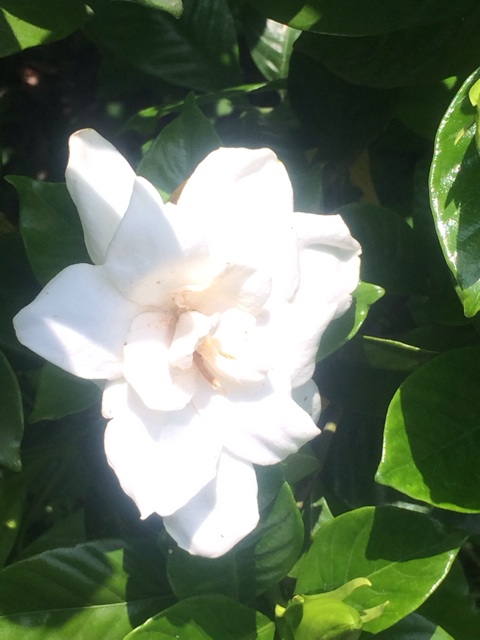 f:id:hk510017511166:20150610152758j:plain f:id:hk510017511166:20150610152758j:plain