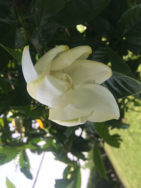 f:id:hk510017511166:20150610153330j:plain f:id:hk510017511166:20150610153330j:plain