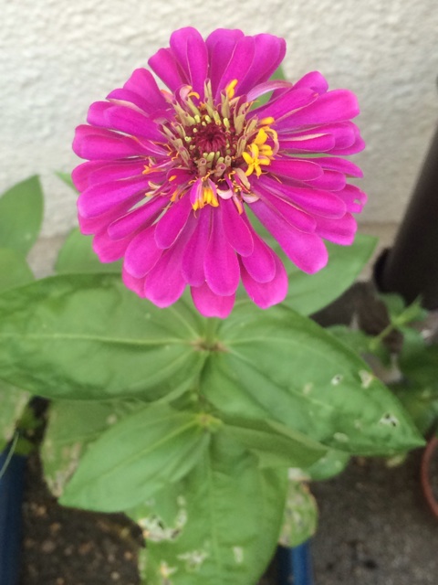 f:id:hk510017511166:20150725211100j:plain f:id:hk510017511166:20150725211100j:plain