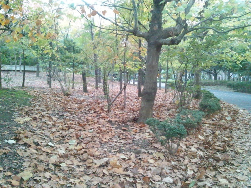 f:id:hmbdyh:20121121173951j:image:w360