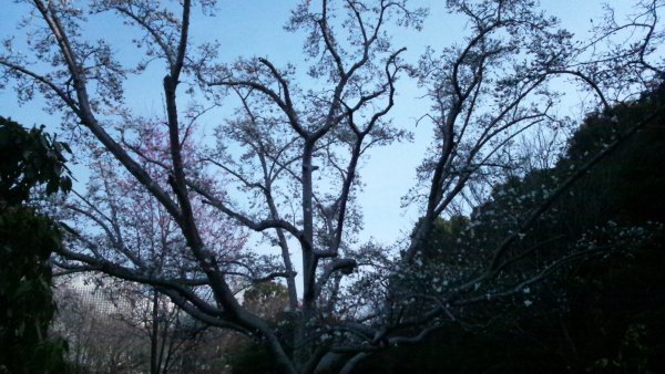 f:id:hmbdyh:20130317184114j:image