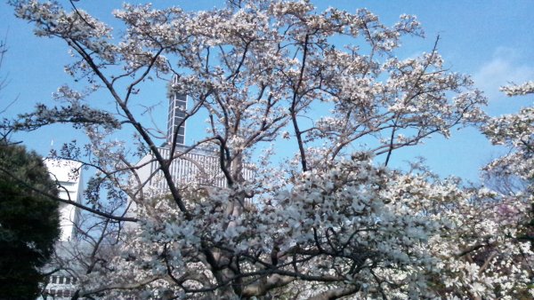 f:id:hmbdyh:20130317184116j:image