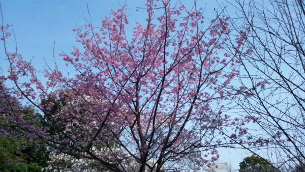 f:id:hmbdyh:20130317184117j:image