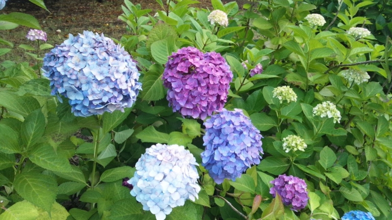 f:id:hmbdyh:20130615055718j:image