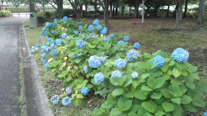 f:id:hmbdyh:20130615055719j:image