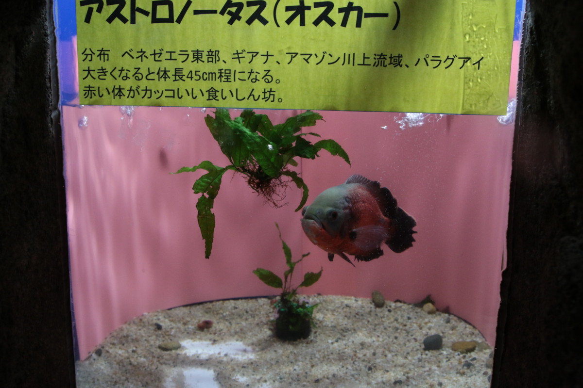f:id:hms_ulysses:20150828110309j:image,w360 f:id:hms_ulysses:20150828110309j:image,w360