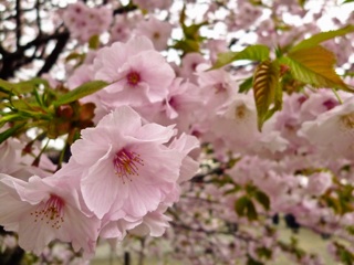 f:id:hmsko:20140504020110j:plain f:id:hmsko:20140504020110j:plain