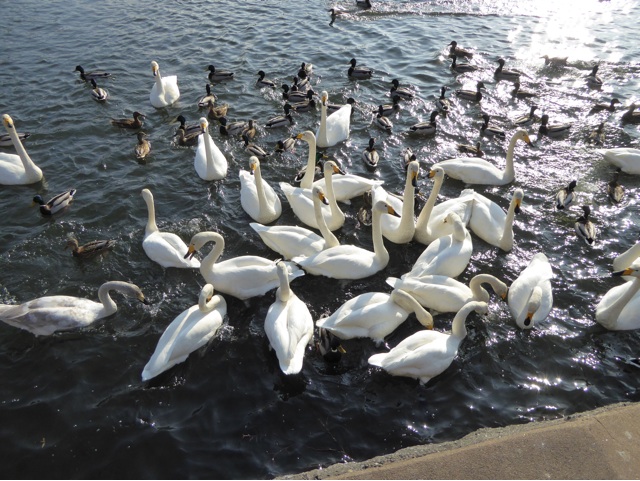2015冬 大沼 白鳥 2015冬 大沼 白鳥