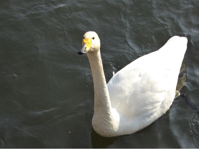 2015冬 大沼 白鳥 2015冬 大沼 白鳥