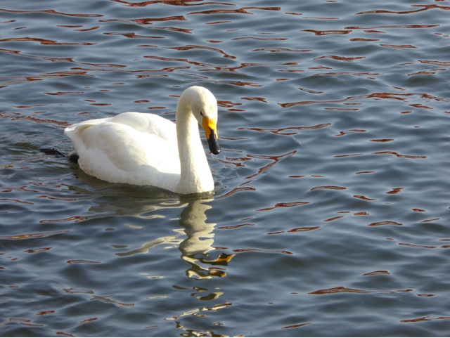 2015冬 大沼 白鳥 2015冬 大沼 白鳥