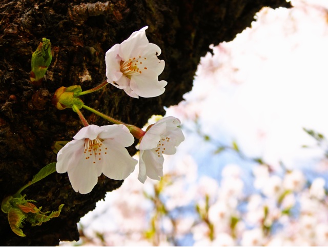 f:id:hmsko:20150426224422j:plain f:id:hmsko:20150426224422j:plain