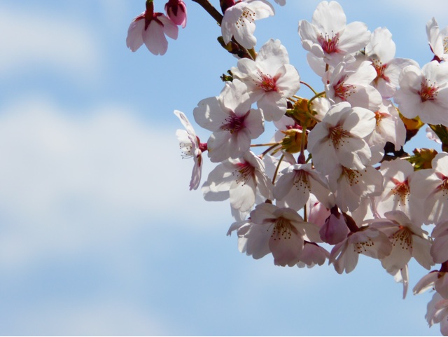 f:id:hmsko:20150426224438j:plain f:id:hmsko:20150426224438j:plain