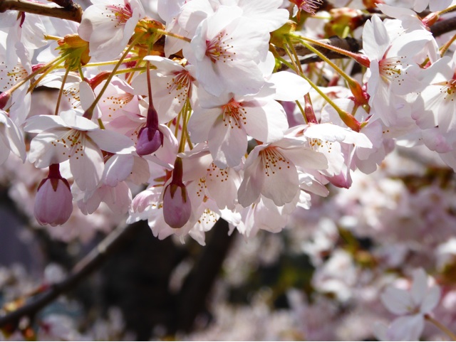 f:id:hmsko:20150426224710j:plain f:id:hmsko:20150426224710j:plain