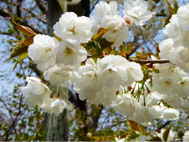 f:id:hmsko:20150502135319j:plain f:id:hmsko:20150502135319j:plain