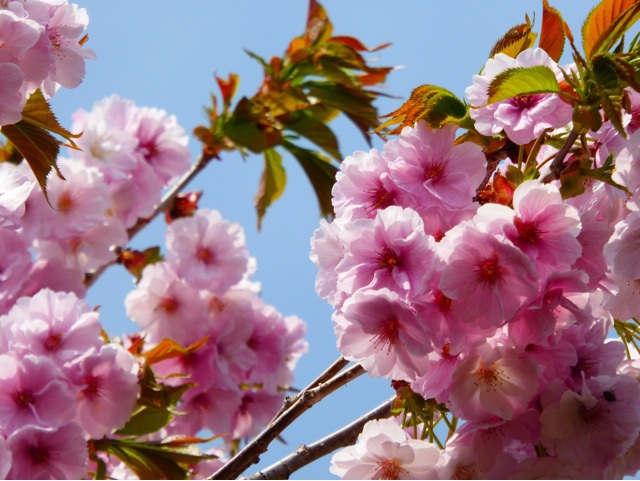f:id:hmsko:20150502135508j:plain f:id:hmsko:20150502135508j:plain